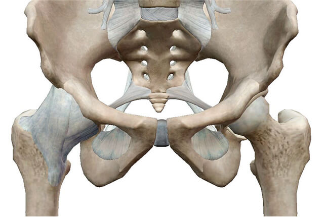 股関節の解剖と股関節痛